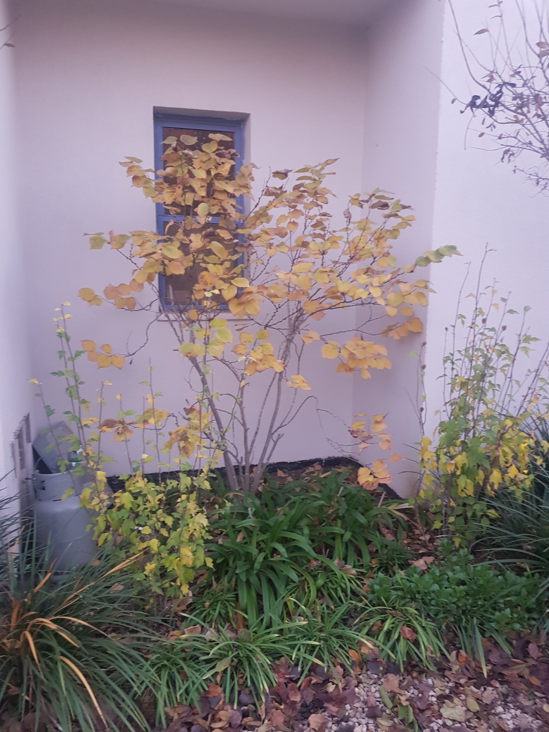 כליל קנדי לבן 'שירובנה' 5