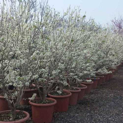 כליל קנדי לבן 'שירובנה'