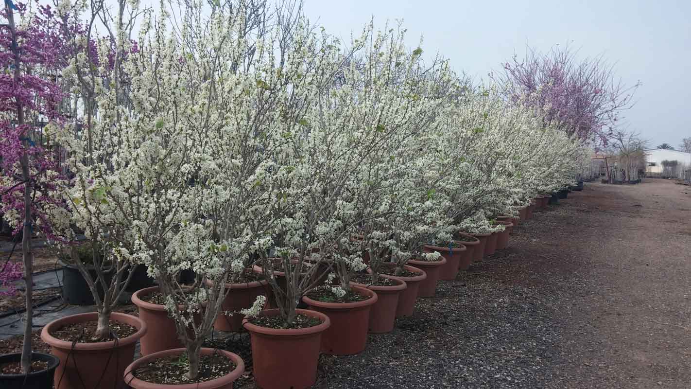 כליל קנדי לבן 'שירובנה' 6