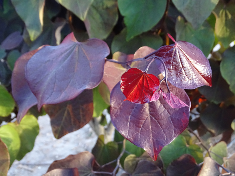 כליל קנדי -'פורסט פנזי' 1