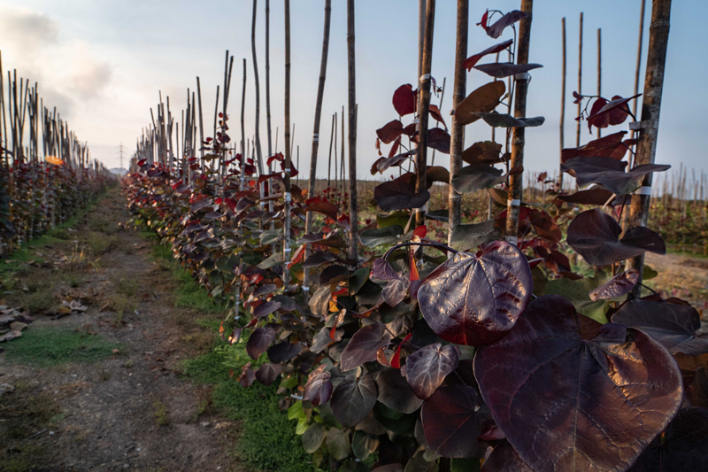 כליל קנדי -'פורסט פנזי' 3