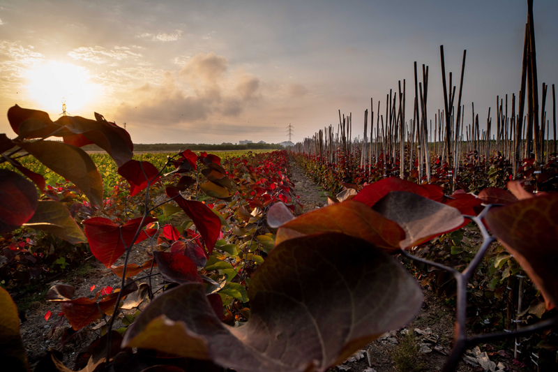 כליל קנדי -'פורסט פנזי' 4