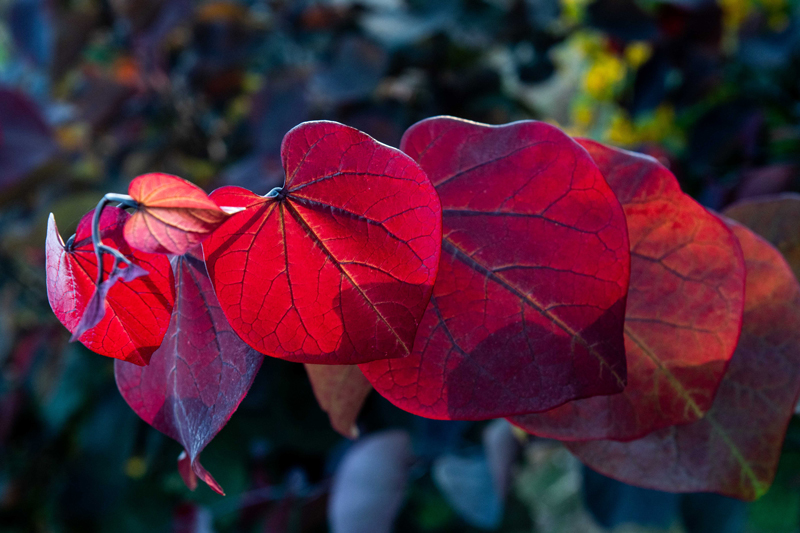 כליל קנדי -'פורסט פנזי' 5