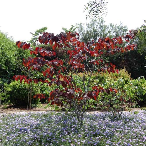 כליל קנדי 'פורסט פנזי'