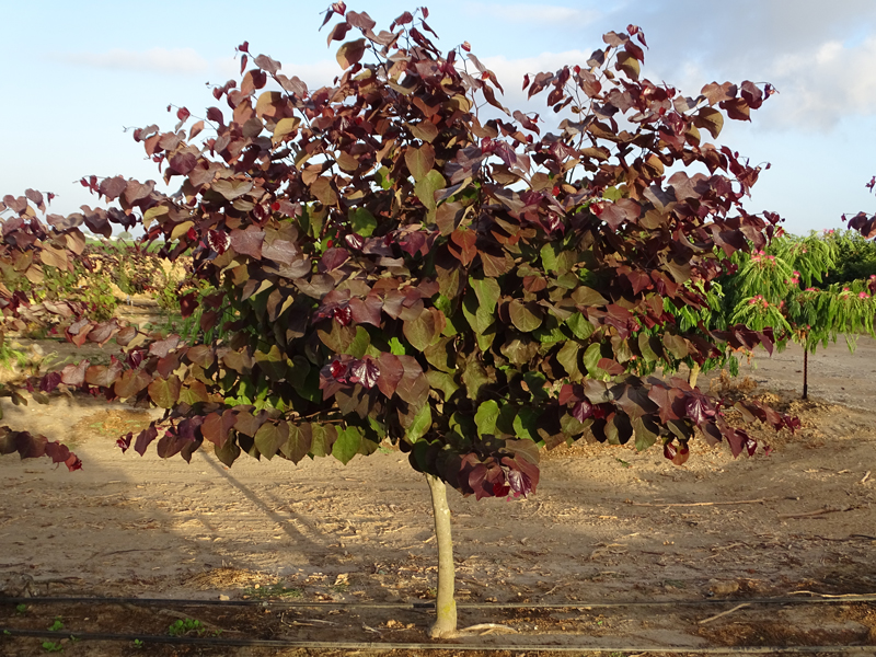 כליל קנדי -'פורסט פנזי' 6