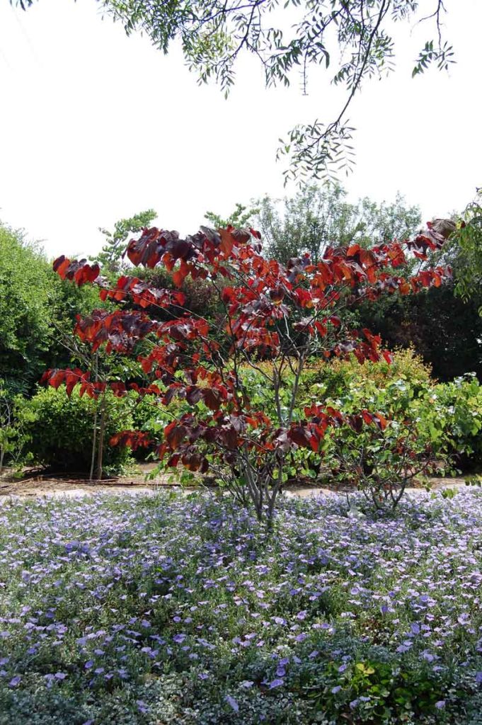 כליל קנדי 'פורסט פנזי'