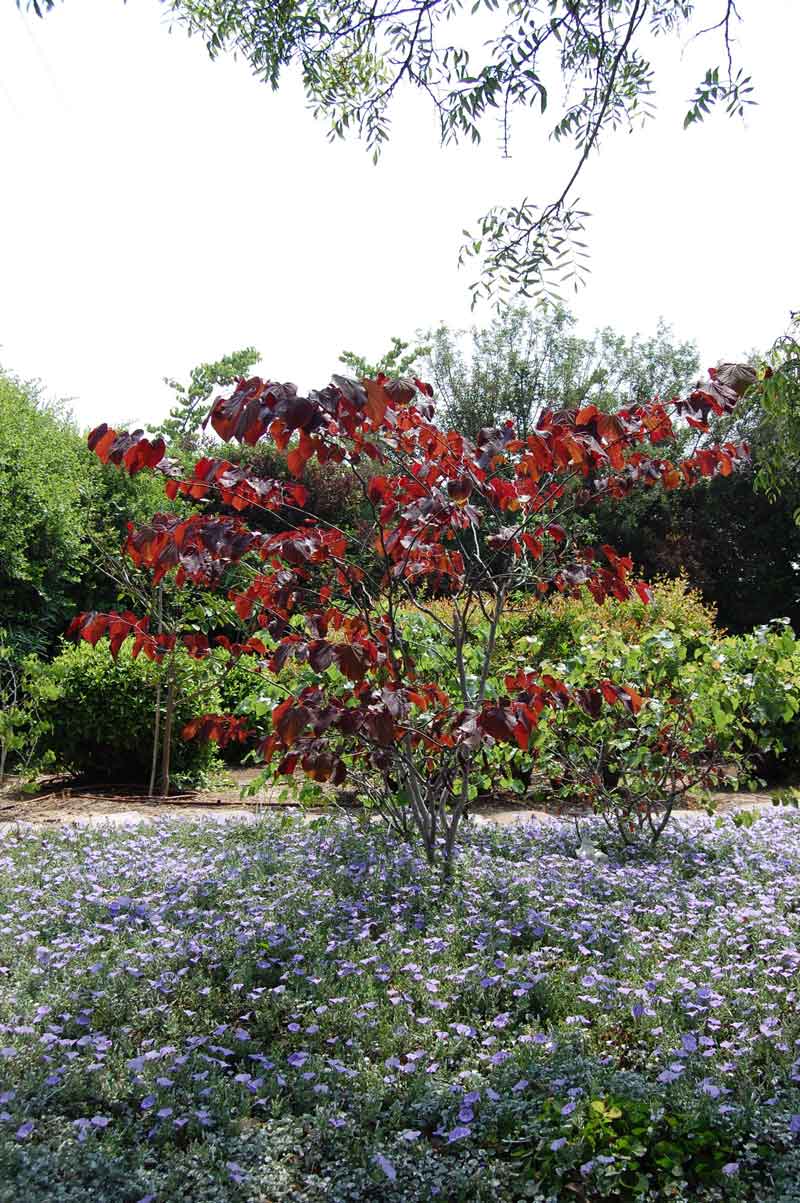 כליל קנדי 'פורסט פנזי'