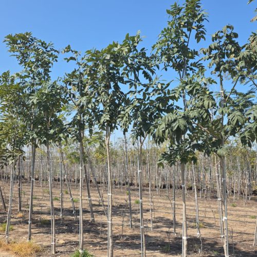 כסיית האבוב