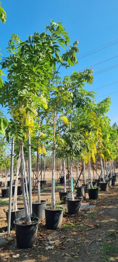 כסיית האבוב