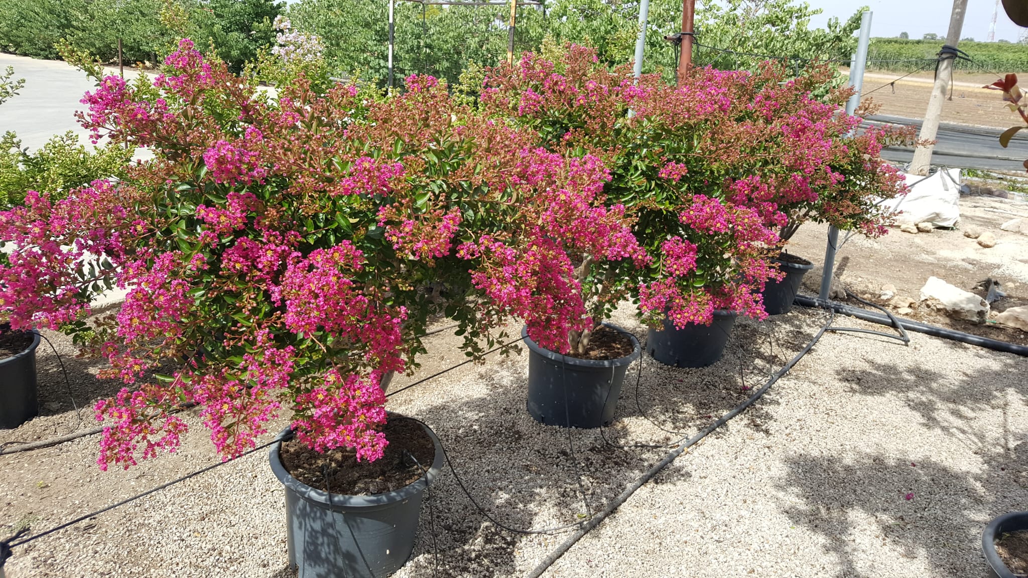 לגו וורד פיר