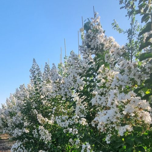לגרסטרמיה הודית שיחית- זן 'כותנה'