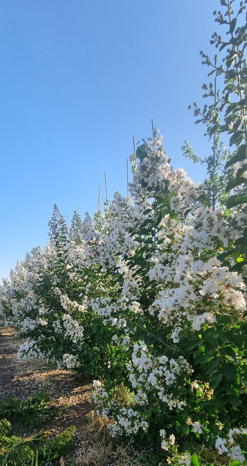 לגסטרמיה כותנה אתר