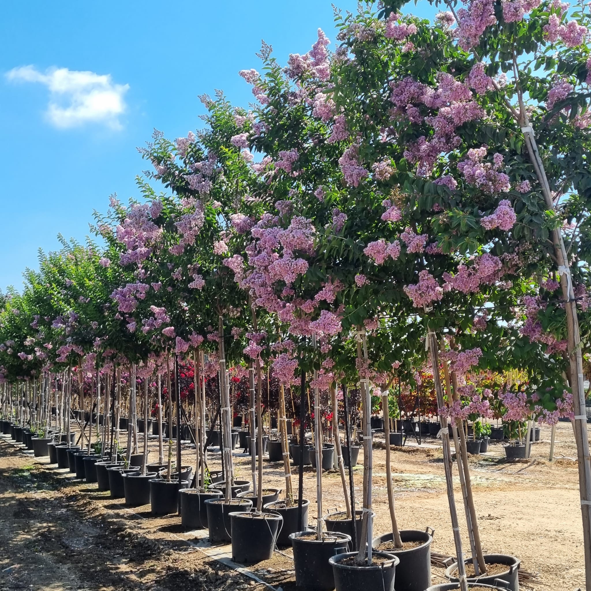 לגסטרמיה מוסקגי