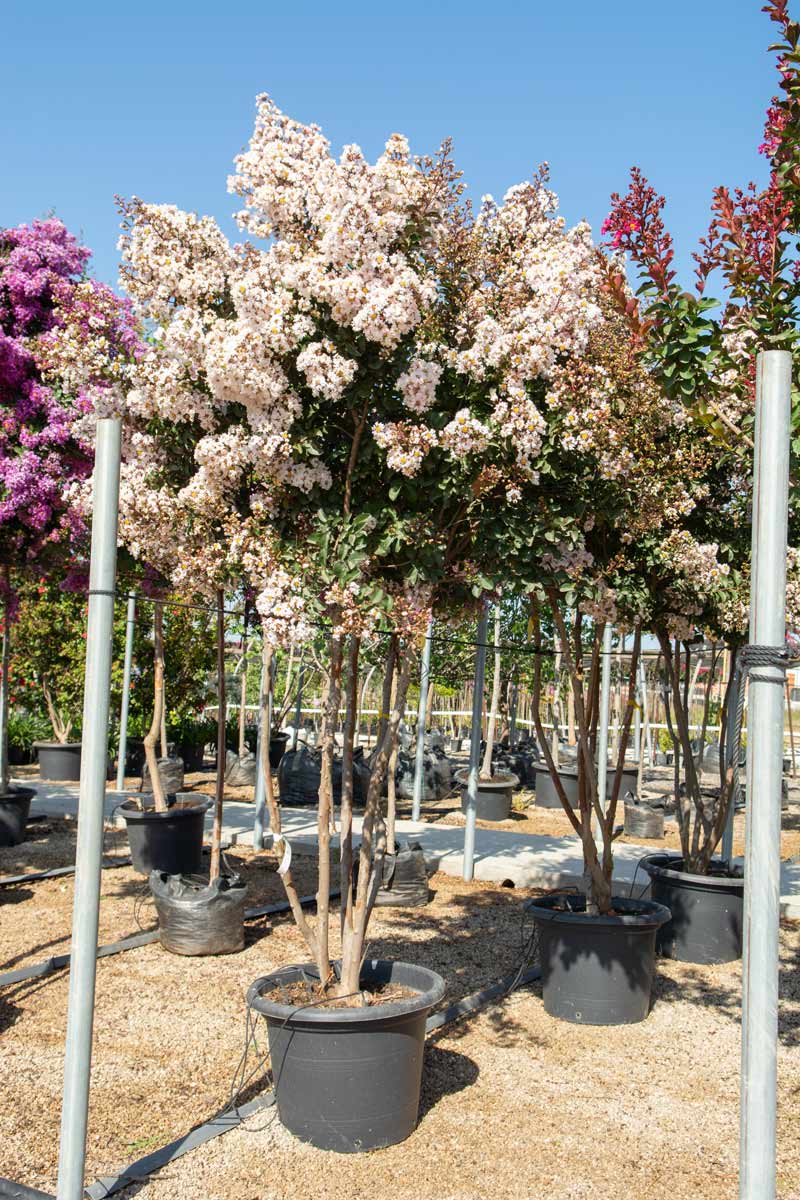 לגרסטרמיה בורוגונדי כותן 1