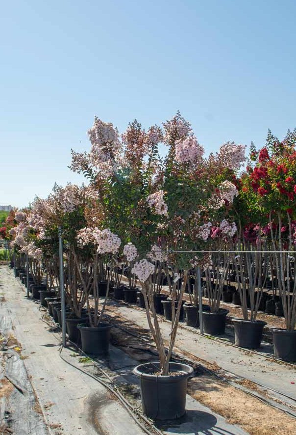 לגרסטרמיה בורוגונדי כותן 2