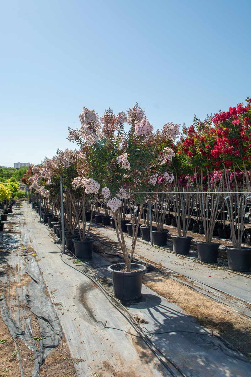 לגרסטרמיה בורוגונדי כותן 2