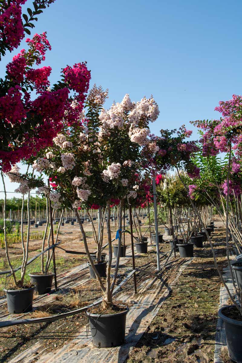 לגרסטרמיה בורוגונדי כותן 3