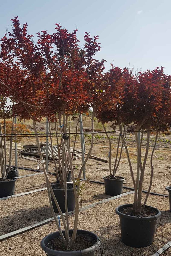 לגרסטרמיה בורוגונדי כותן 4