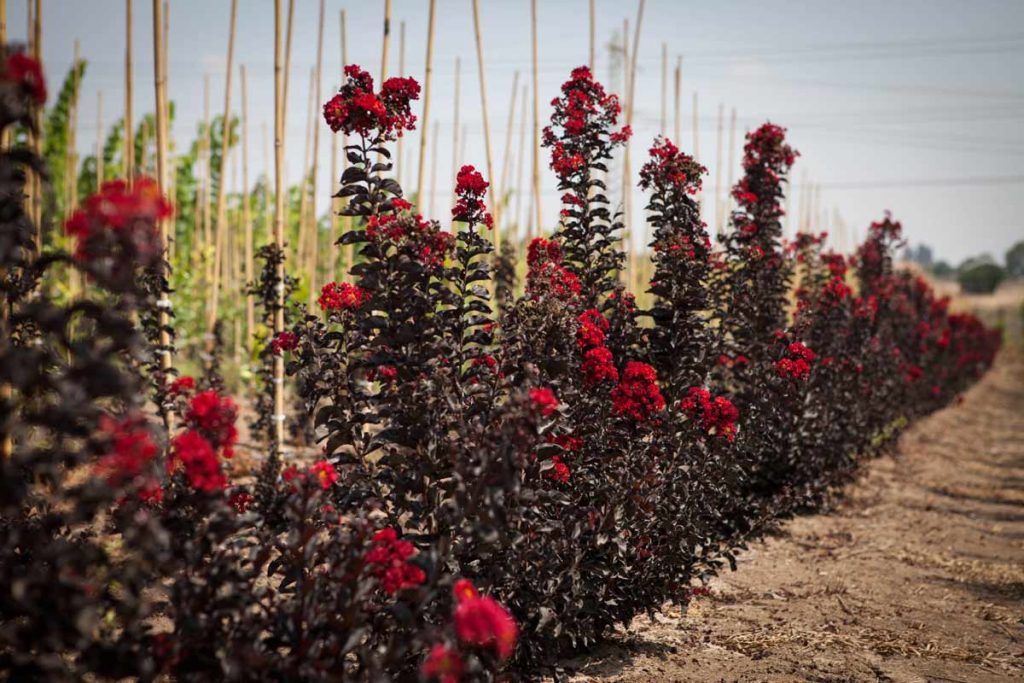 לגרסטרמיה 'בסט רד' 1