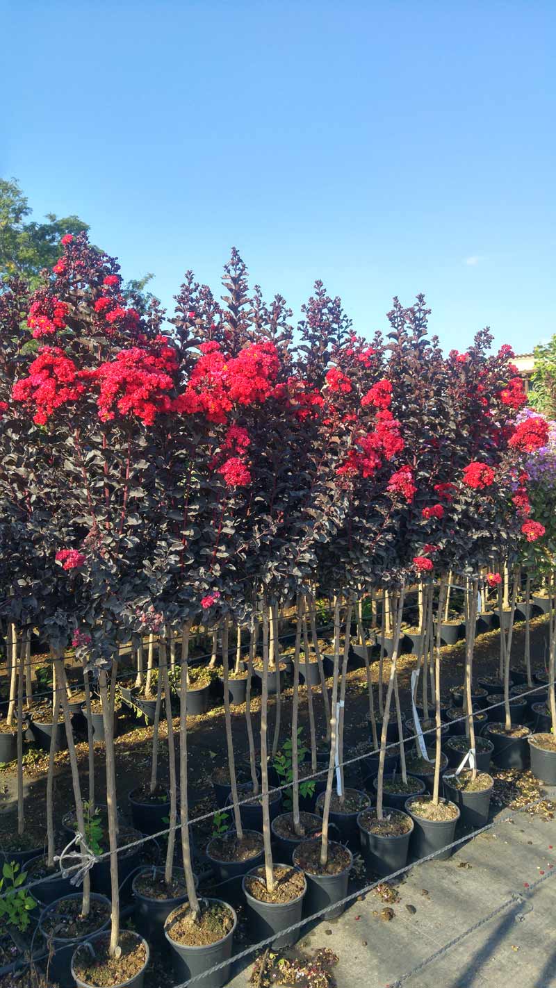 לגרסטרמיה 'בסט רד' 10