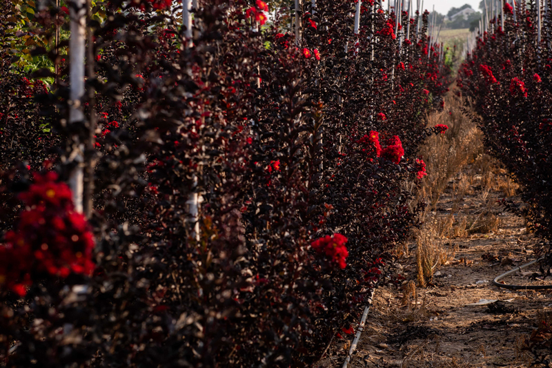 לגרסטרמיה 'בסט רד' 12