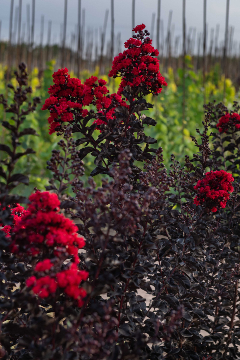 לגרסטרמיה 'בסט רד' 2