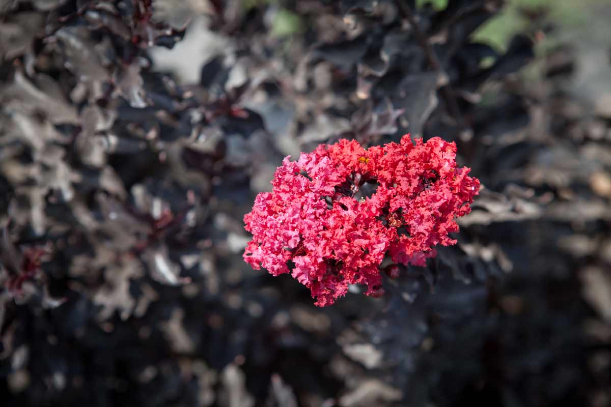 לגרסטרמיה 'בסט רד' 4