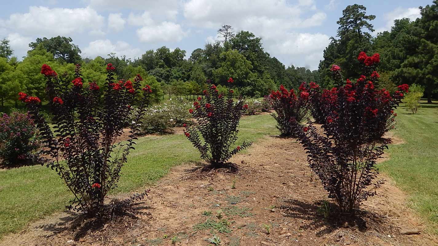 לגרסטרמיה 'בסט רד' 5