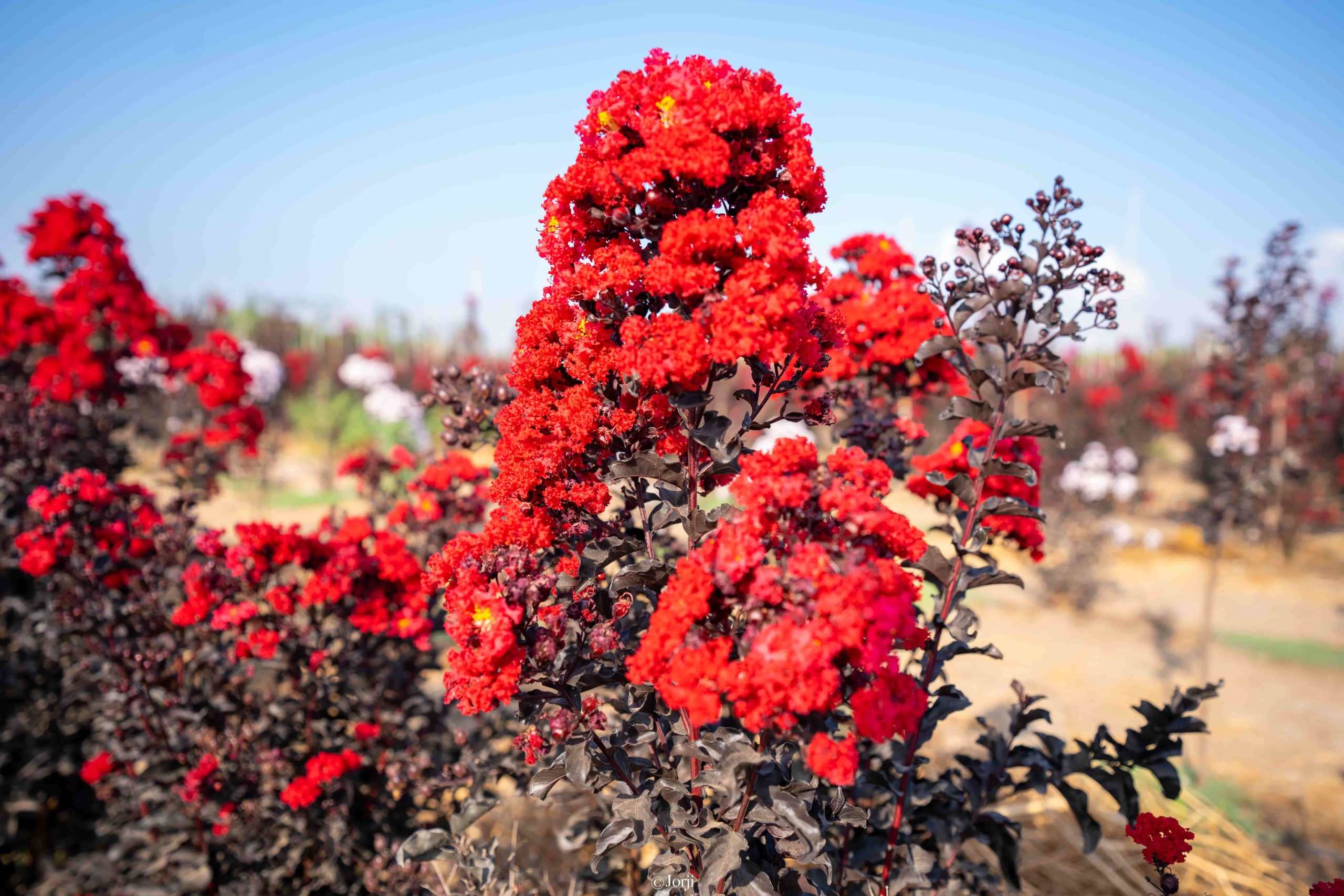 לגרסטרמיה 'בסט רד' 6