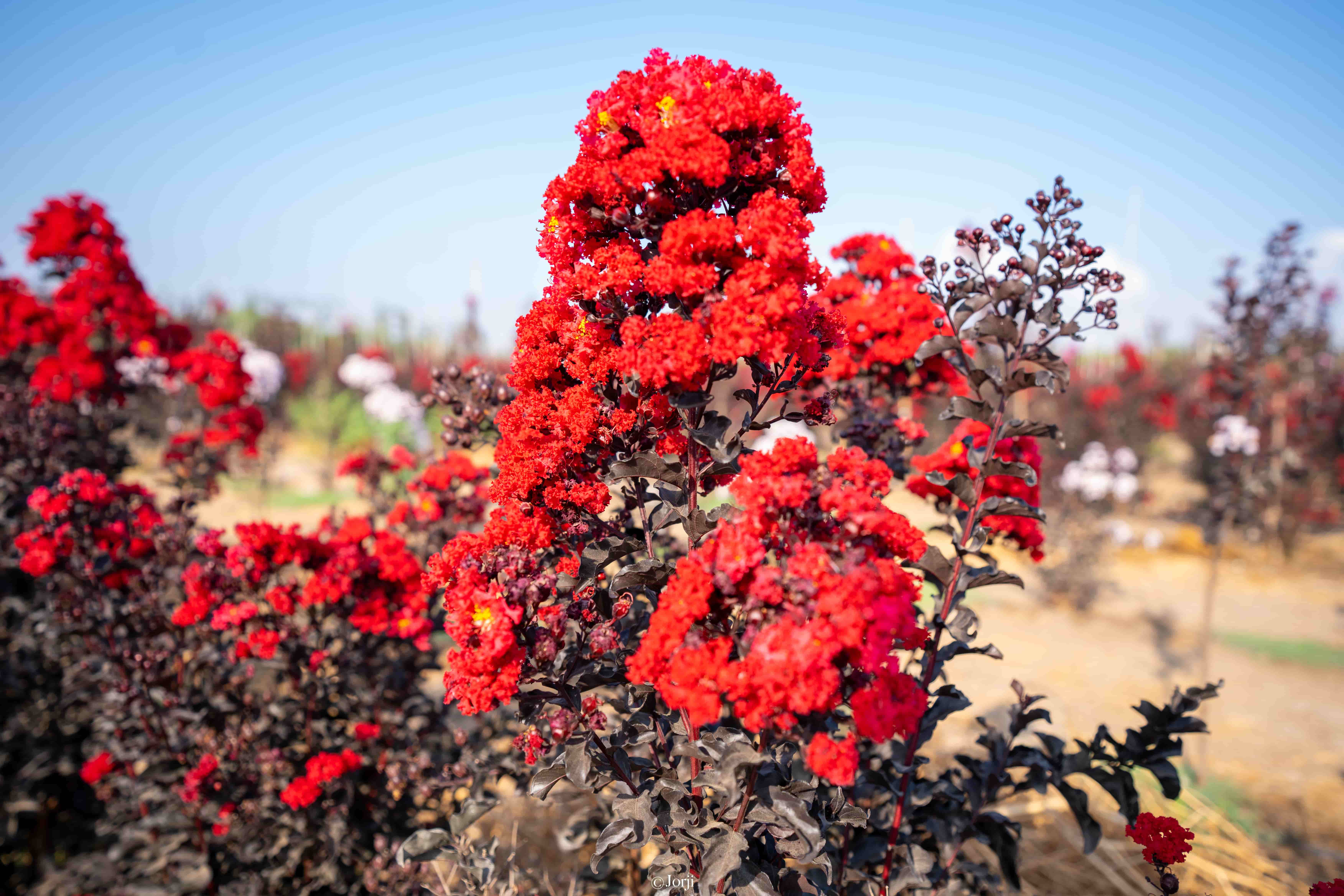 לגרסטרמיה 'בסט רד' 6