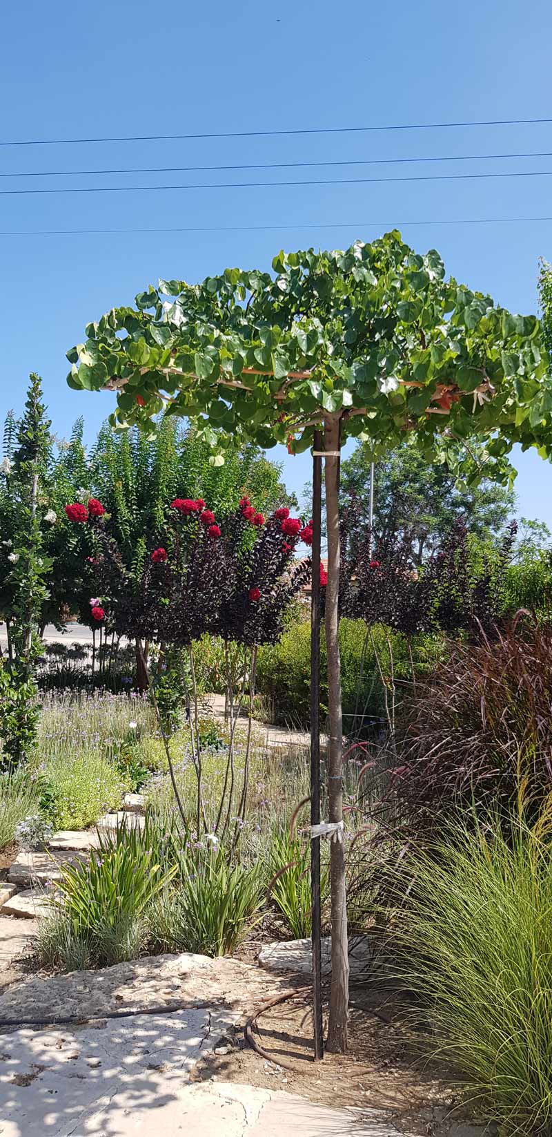 לגרסטרמיה 'בסט רד' 8