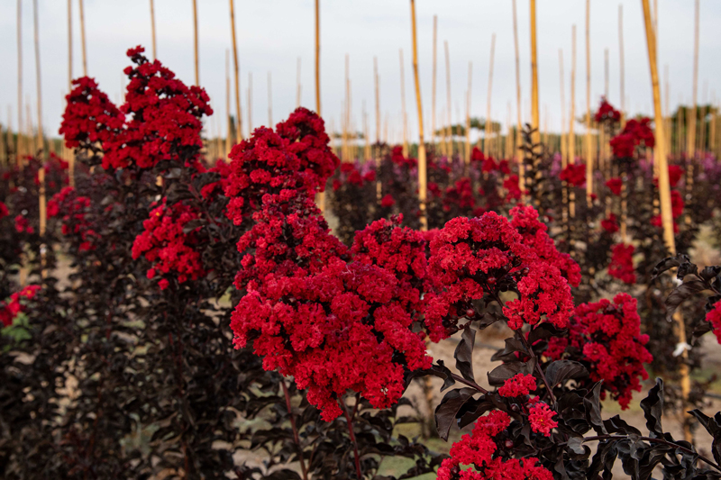 לגרסטרמיה 'בסט רד' 9