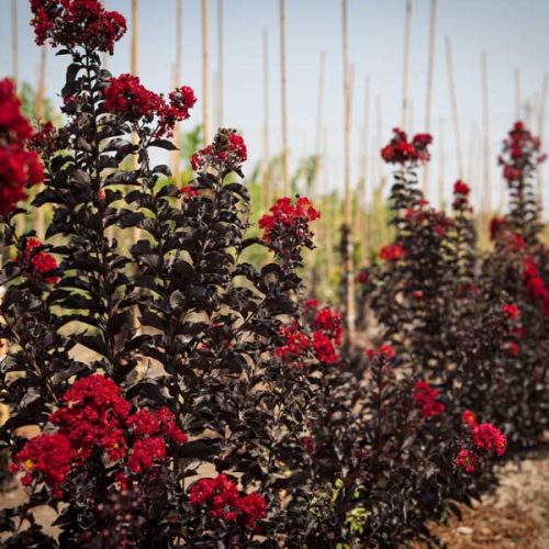 לגרסטרמיה 'בסט רד' זן פטנט