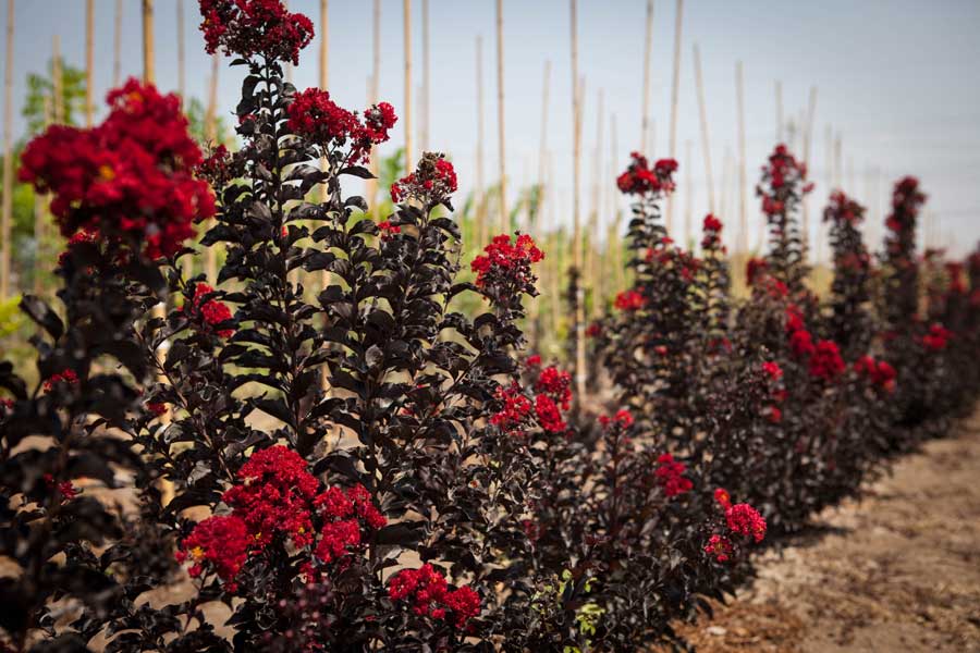 לגרסטרמיה 'בסט רד' זן פטנט