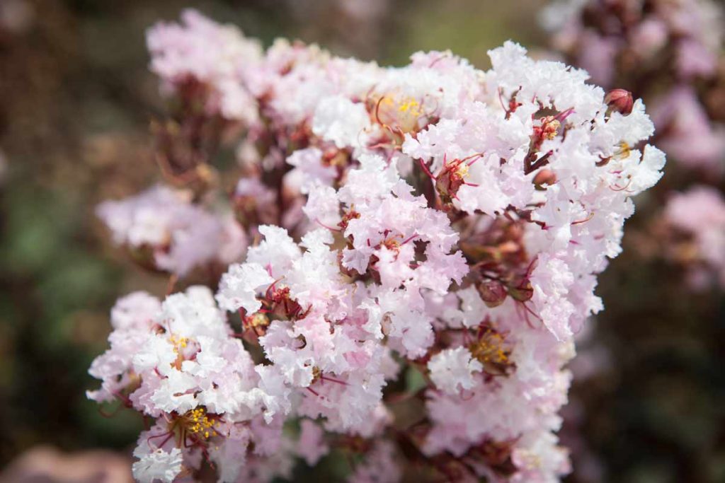 לגרסטרמיה הודית 'בורגונדי כותן'