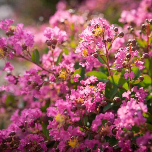 לגרסטרמיה הודית 'וורלד פייר'