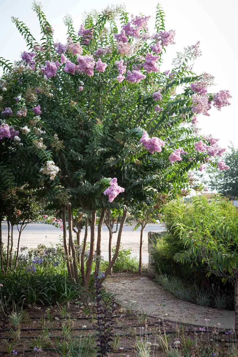 לגרסטרמיה הודית ורודה (כלאיים)- מוסקגי