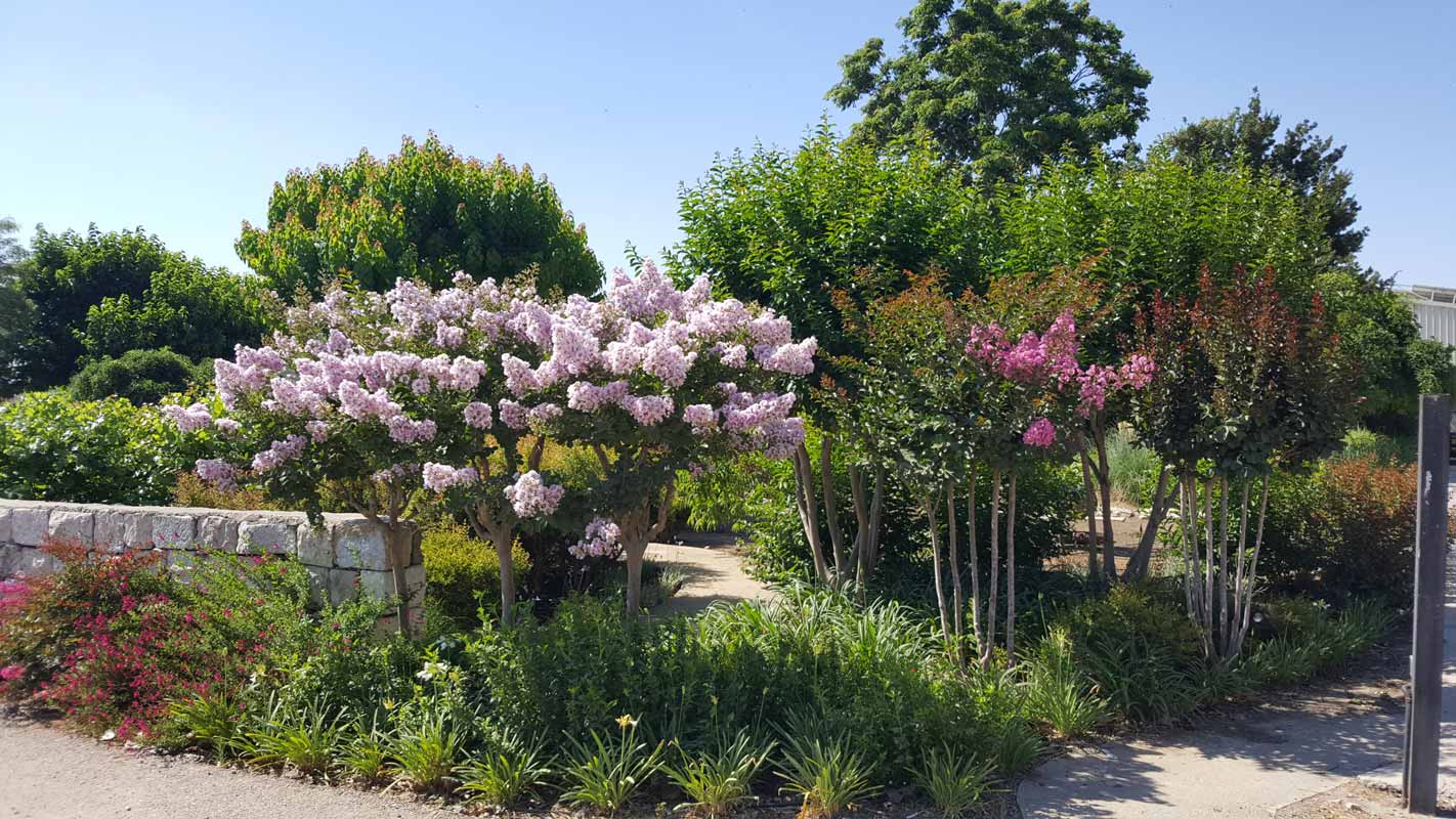 לגרסטרמיה הודית 'לאפייט' 1