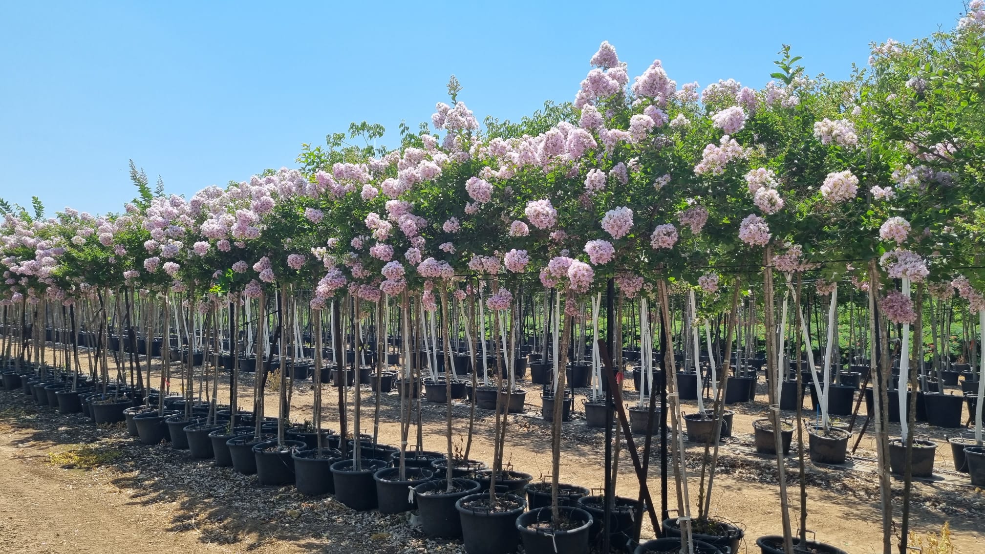 לגרסטרמיה הודית 'לאפייט' 10