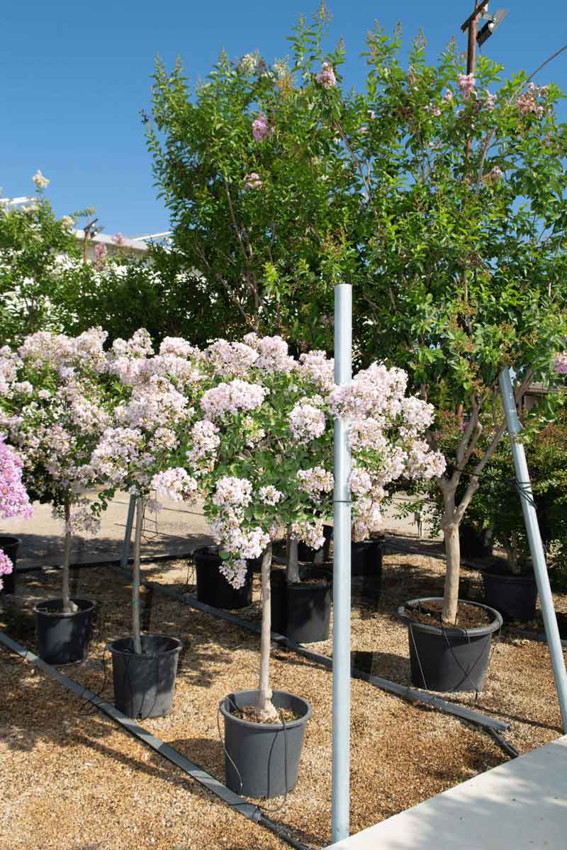 לגרסטרמיה הודית 'לאפייט' 3