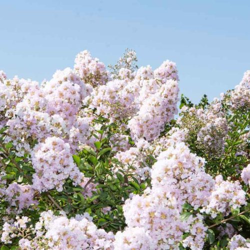 לגרסטרמיה הודית 'לאפייט'