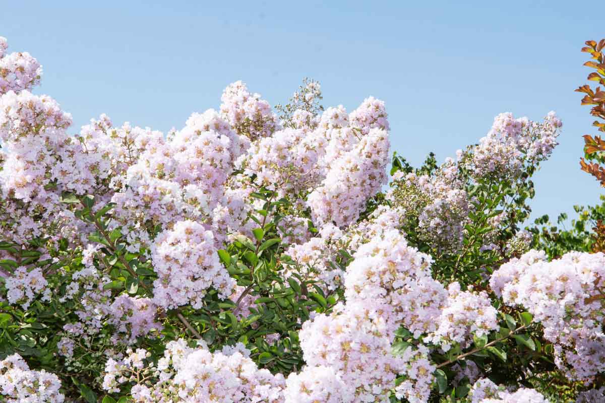 לגרסטרמיה הודית 'לאפייט' 5