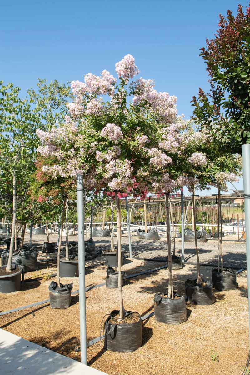 לגרסטרמיה הודית 'לאפייט' 6