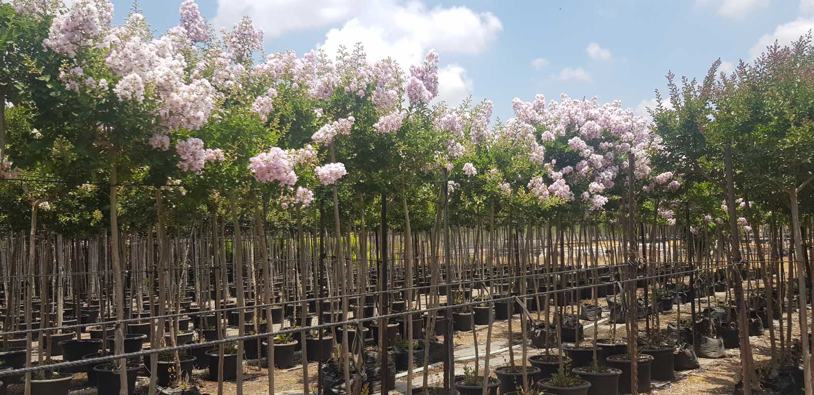 לגרסטרמיה הודית 'לאפייט' 7