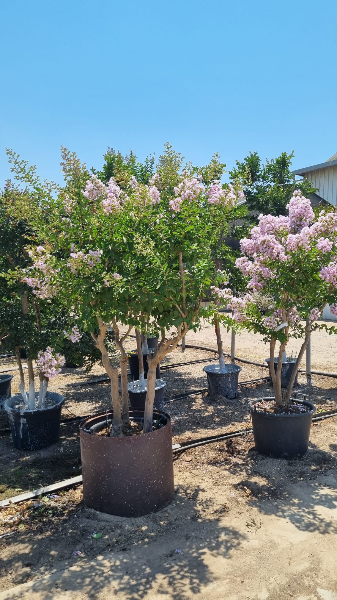 לגרסטרמיה הודית 'לאפייט' 8