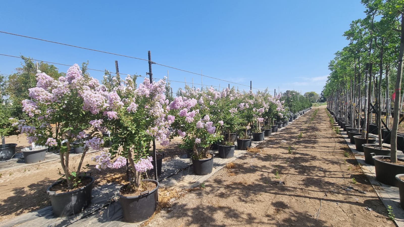 לגרסטרמיה הודית 'לאפייט' 9