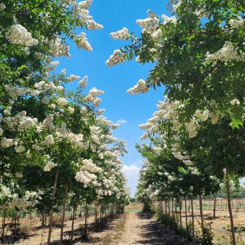 לגרסטרמיה הודית לבנה (כלאיים) -  זן 'נאצ'ס'