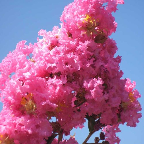 לגרסטרמיה הודית 'מרדי גרס'