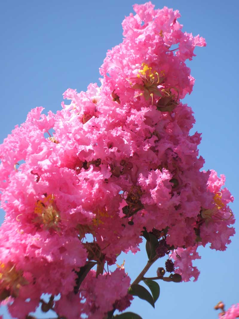 לגרסטרמיה הודית 'מרדי גרס'