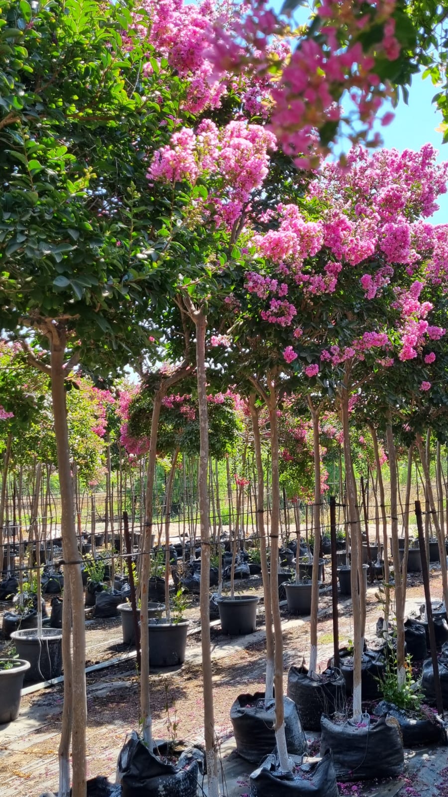 לגרסטרמיה הודית 'מרדי גרסס' 2